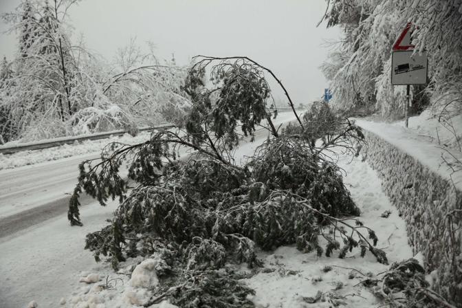 26 dicembre 2013 belluno cadore maltempo neve con piante cadute