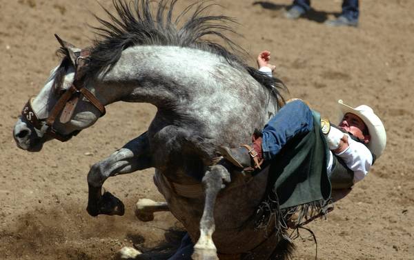 CALGARY EXHIBITION AND STAMPEDE RODEO