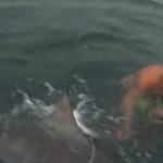 attacco dello squalo