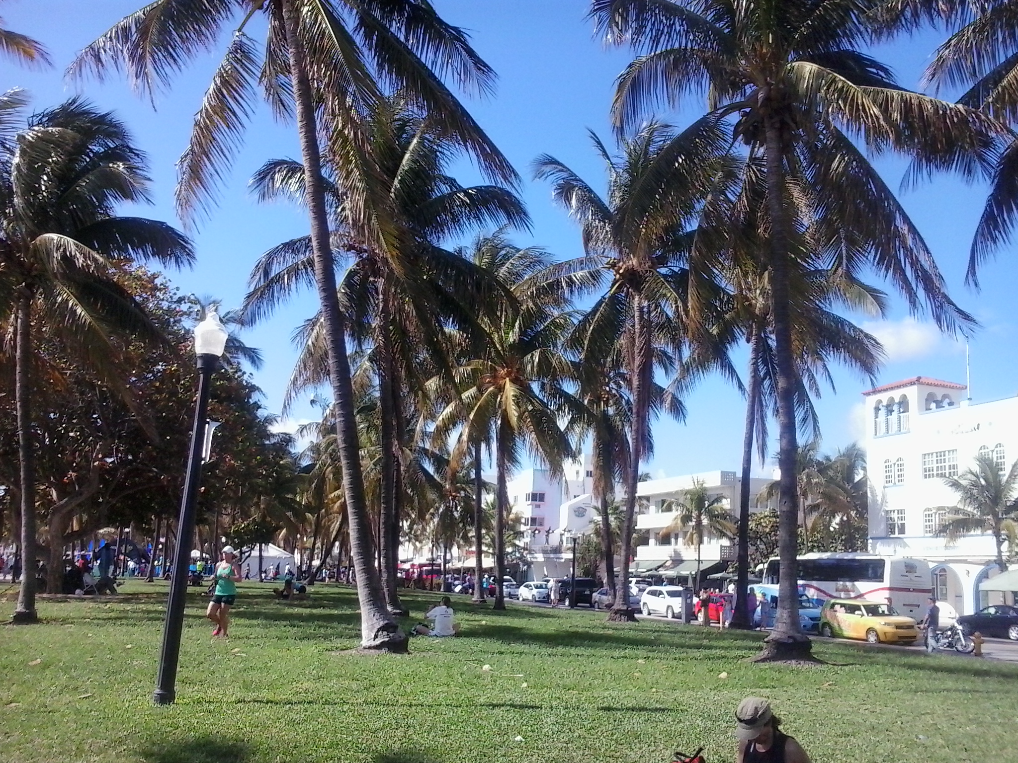 A Miami sono palme ovunque