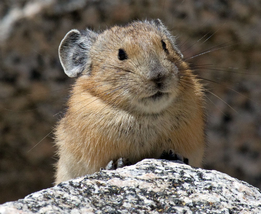 Il rarissimo Pika