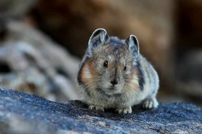 Ritrovato il Pika in Cina
