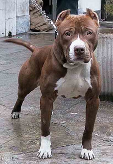 Cane Pitbull