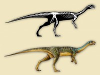 Chilesaurus diegosuarezi