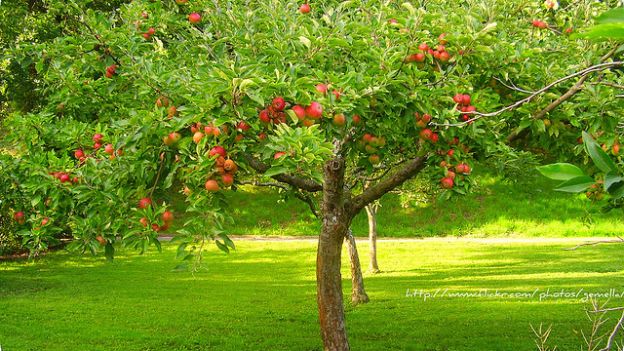 Curare il diabete grazie ai meli