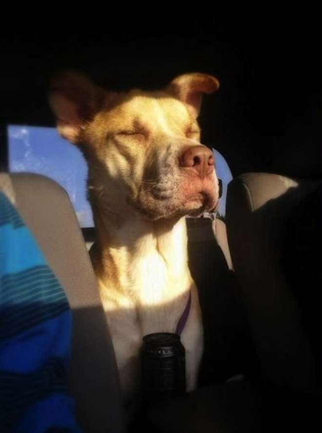 Il bellissimo cane protagonista della vicenda