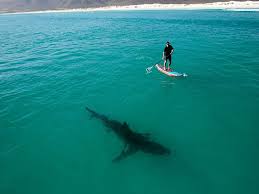 Quando lo squalo raggiunge la spiaggia