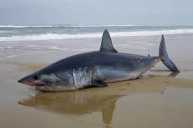 Quando lo squalo raggiunge la spiaggia