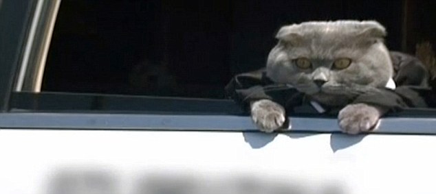 Bossy nella sua limousine