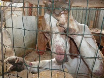 Canili lager italiani