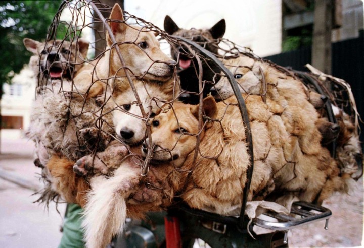 Le barbarie dello Yulin Festival in Cina