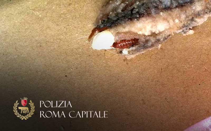 Le larve nella frittura