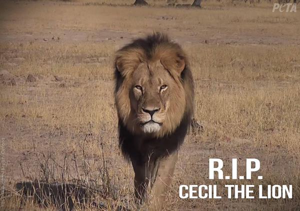 Il tributo Peta a Cecil