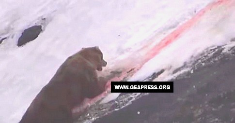 Grizzly ucciso dai cacciatori.