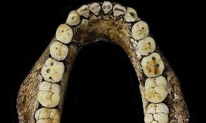 Homo Naledi - Denti