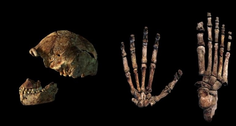 Homo Naledi - Mani