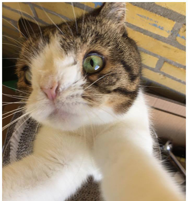 Monty, il micio idolo del web