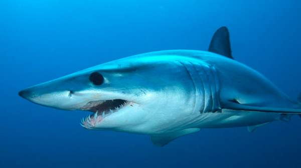 squalo australiano 2