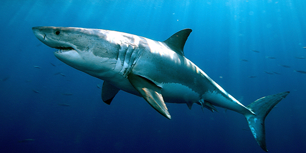 squalo australiano