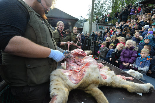 Autopsia pubblica del leone