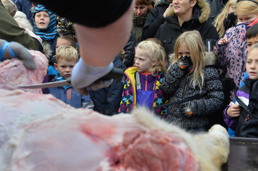 Dissezione choc del leone in Danimarca
