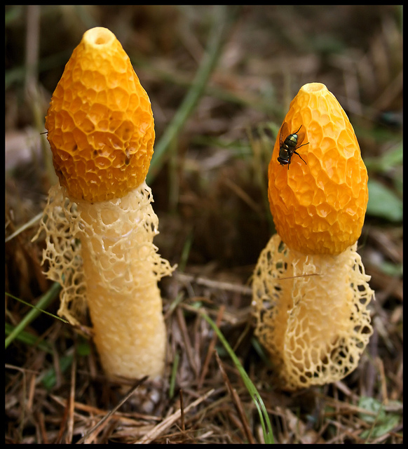 Il fungo che induce l'orgasmo