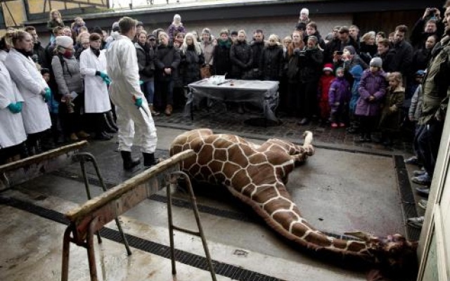 La dissezione della giraffa a Copenaghen