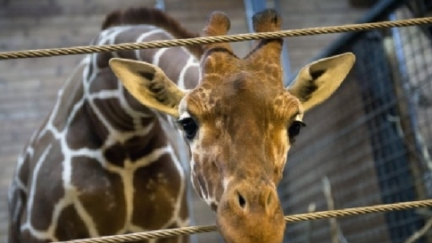La giraffa Marius uccisa a Copenaghen