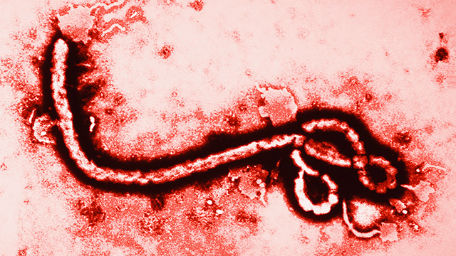 Virus Ebola