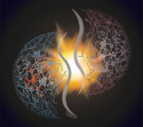 Differenza cervello maschile e femminile