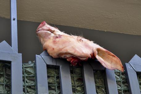 Testa del maiale