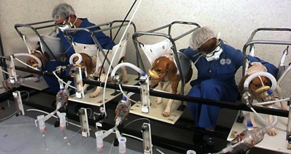 Cavie di laboratorio