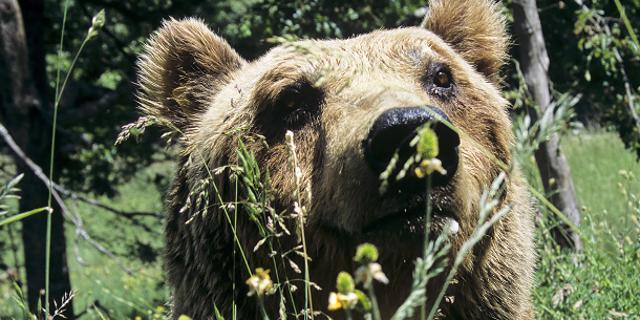 Il caso Daniza scosse l opinione pubblica