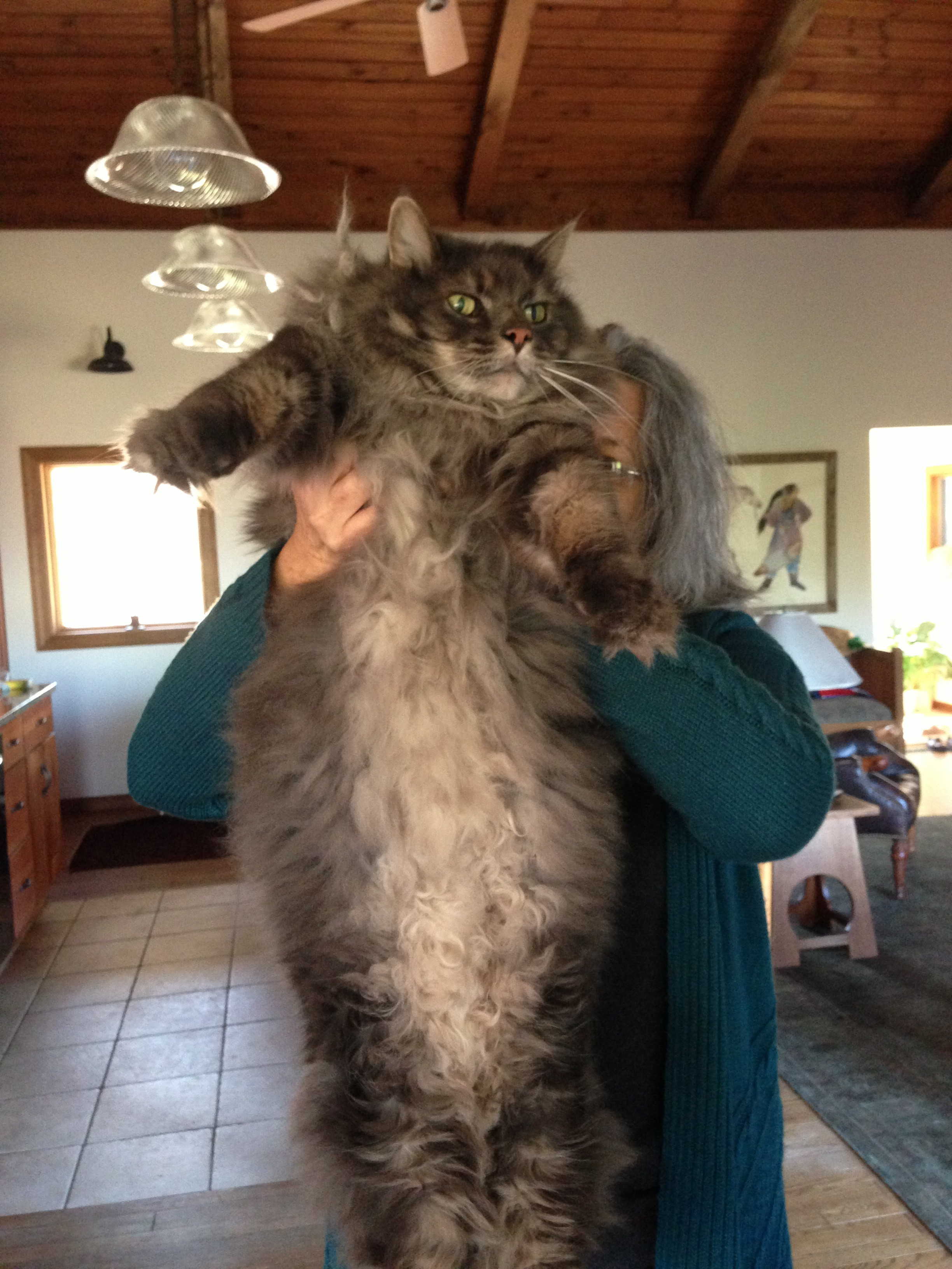 Maine coon 11