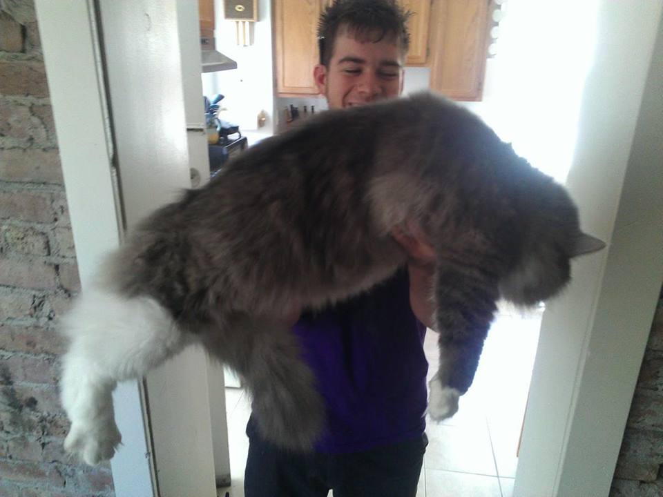Maine coon 12
