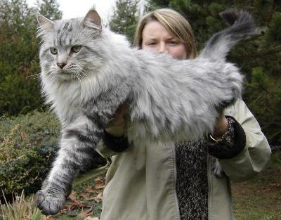Maine coon 4