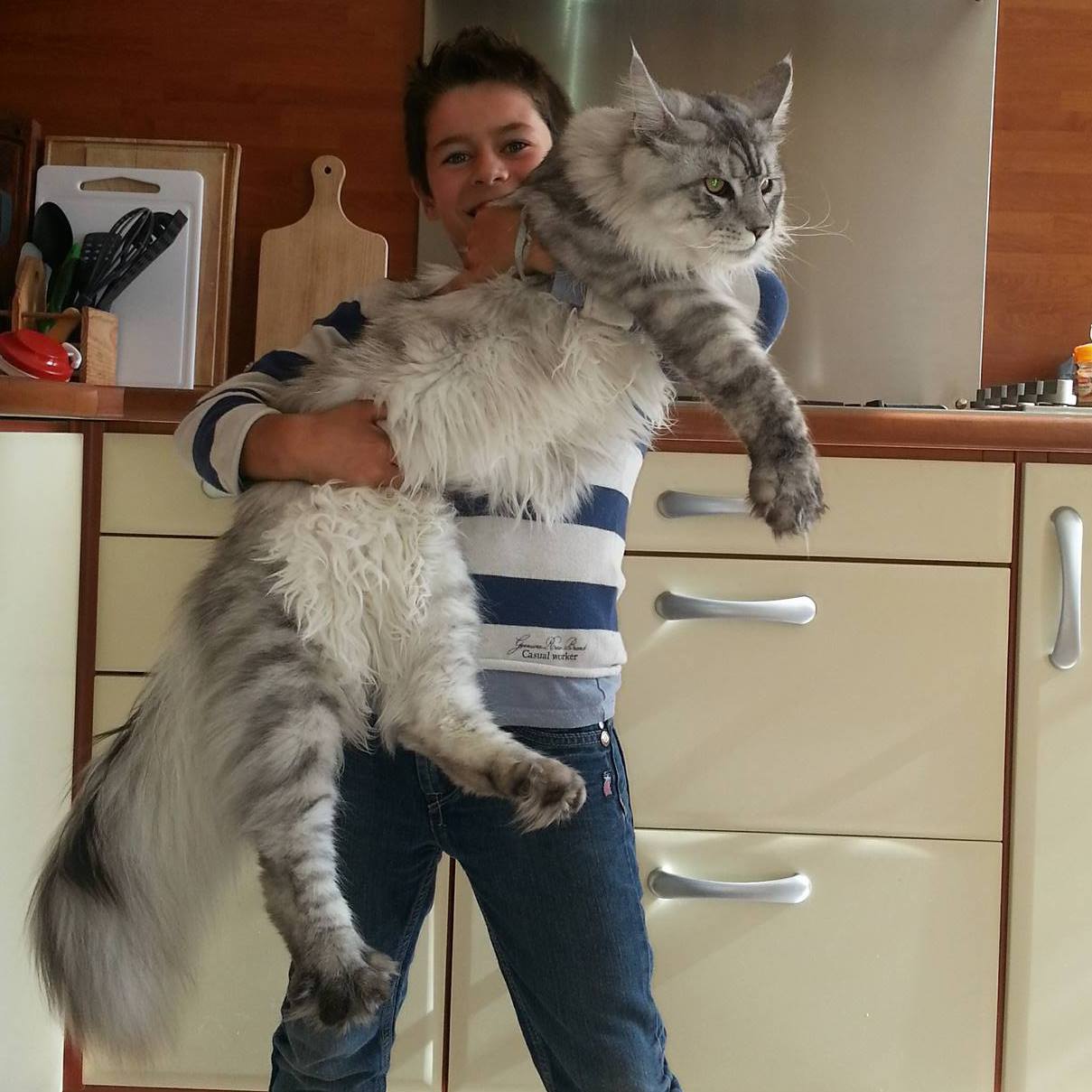 Maine coon 3