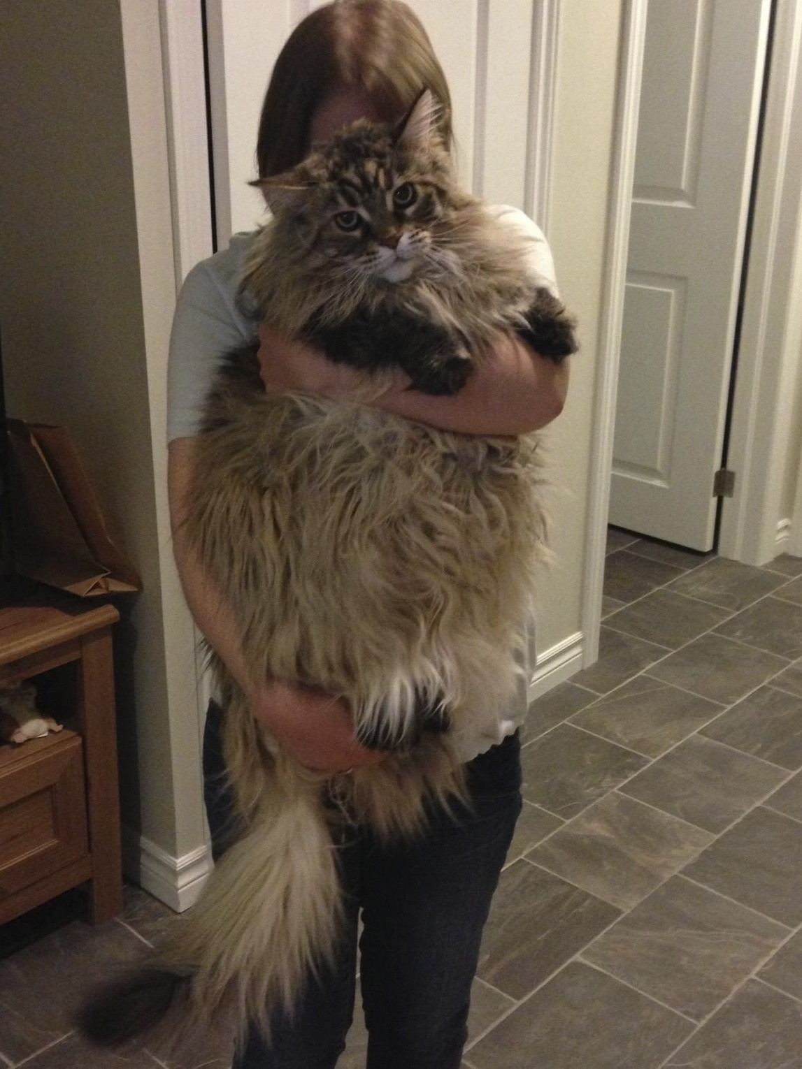 Maine coon 6