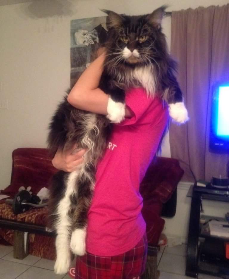 Maine coon 7