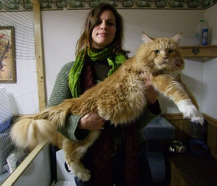 Maine coon 8