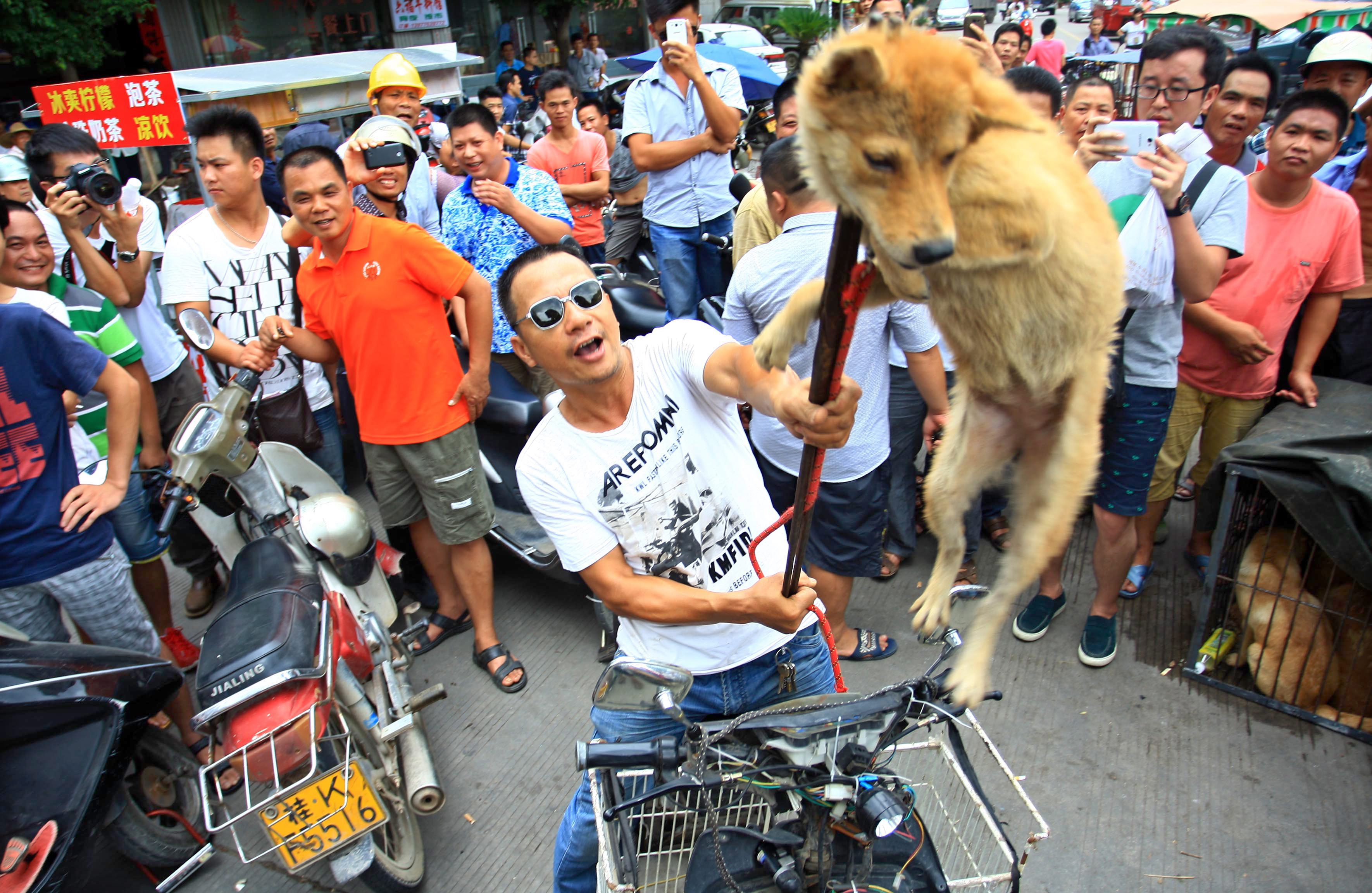 Yulin, il festival della carne di cane