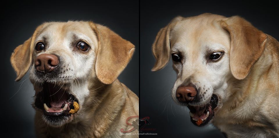 Il labrador di Christian Vieler