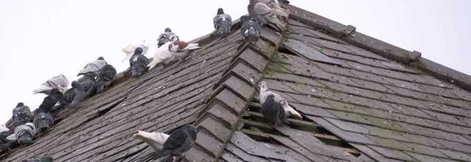 Piccioni su tetto