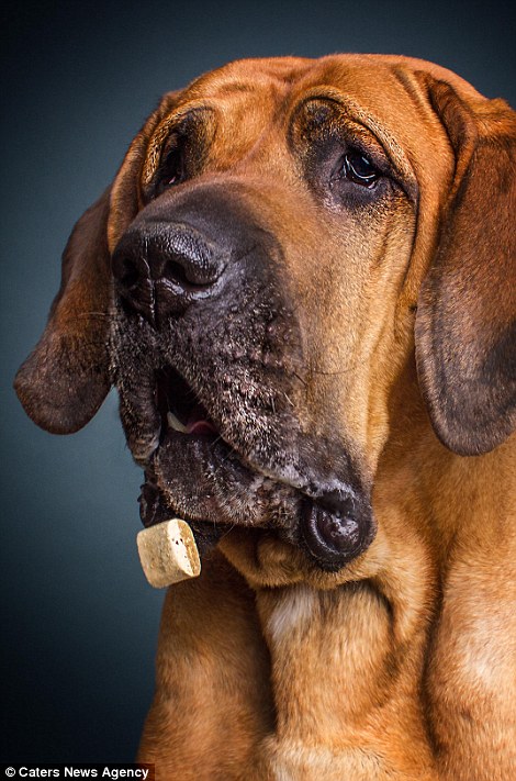 Chien de Saint-Hubert