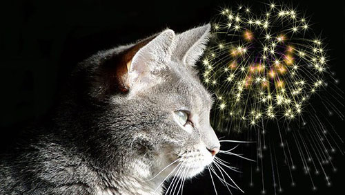 Anche i gatti possono avere paura dei botti