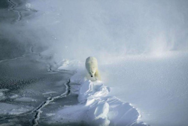 Anche l'orso bianco immortalato sul calendario WWF