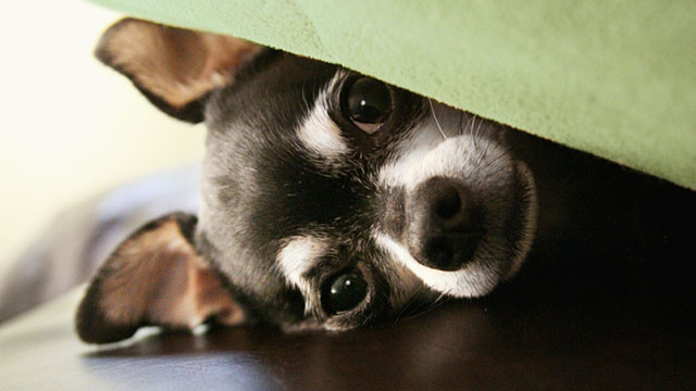 Come comportarsi se il proprio cane si spaventa per i botti
