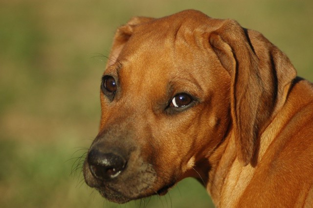 Il furto di animali potrebbe divenire reato