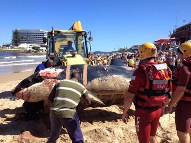 L'animale sulla spiaggia 4