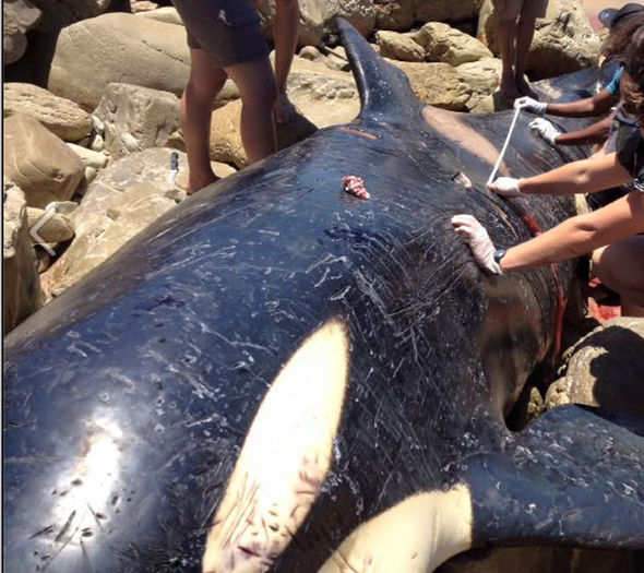 L'animale sulla spiaggia